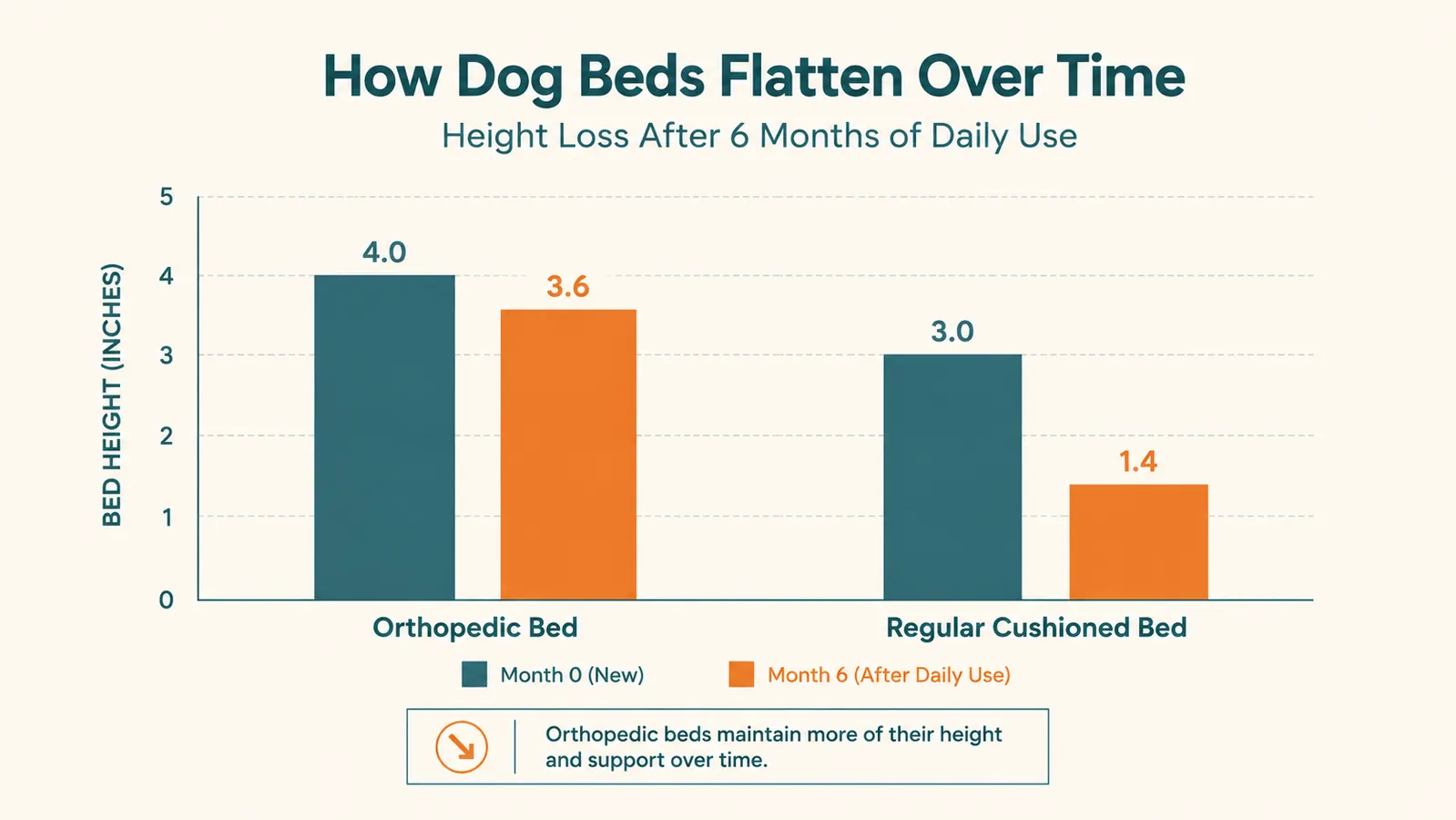 Bar chart comparing how much an orthopedic dog bed and a regular cushioned dog bed flatten in height after six months of daily use